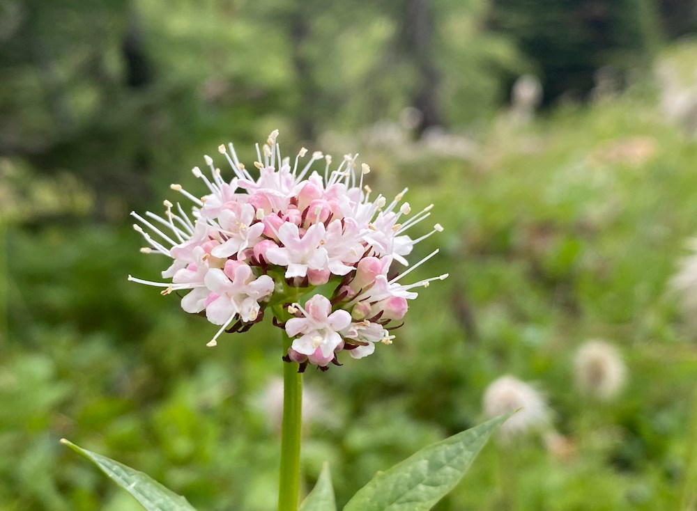 Posso assumere la Valeriana in Gravidanza?