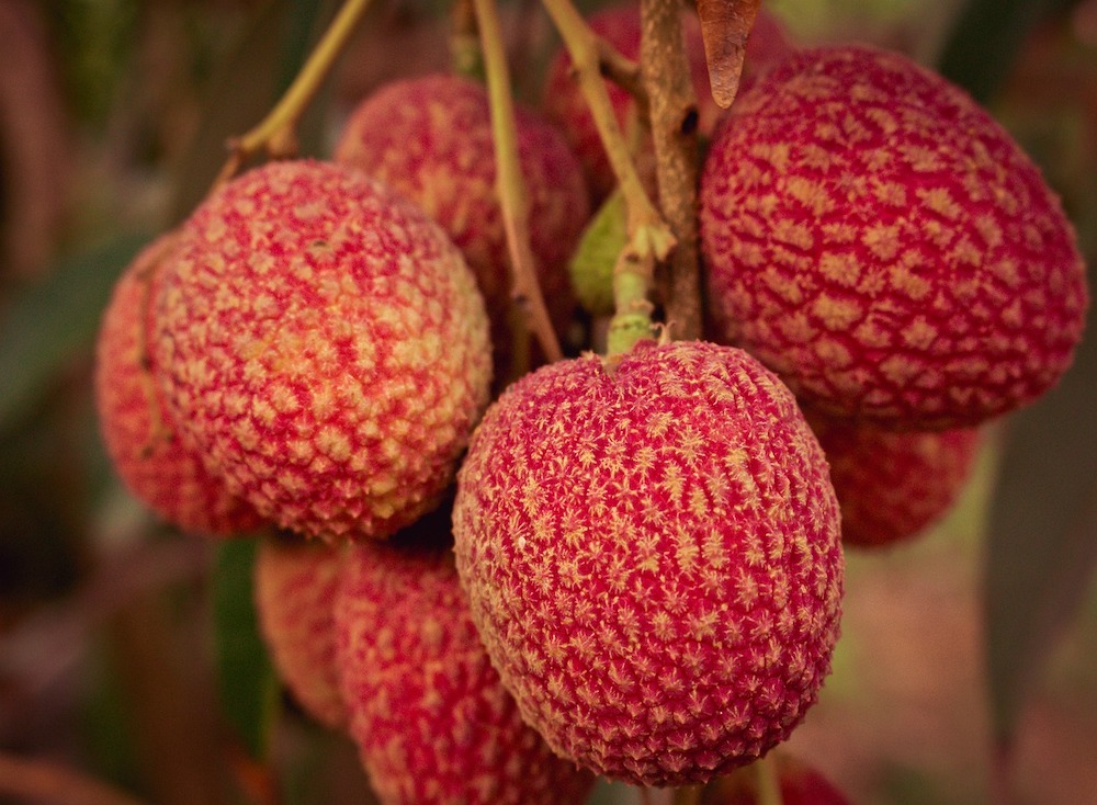 Posso mangiare i lychees in gravidanza?